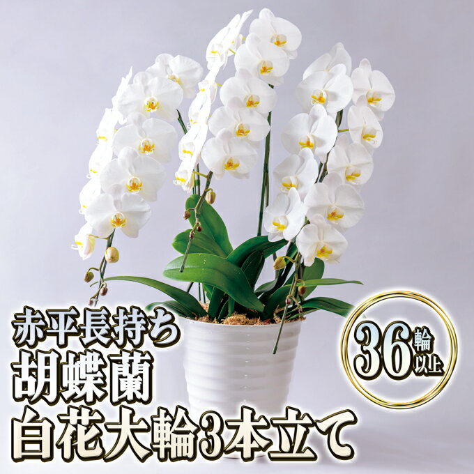 赤平長持ち胡蝶蘭白花大輪3本立て（36輪以上）　　お届け：2024年5月上旬～10月下旬まで