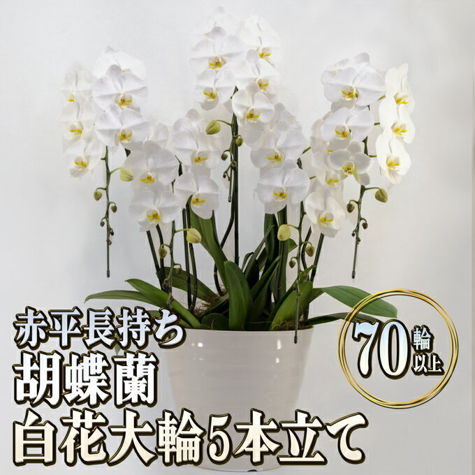 胡蝶蘭（全般） 【ふるさと納税】赤平長持ち胡蝶蘭白花大輪5本立て（70輪以上）　【インテリア・植物・ギフト】　お届け：2024年5月上旬～10月下旬まで