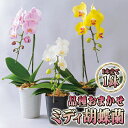 【ふるさと納税】品種おまかせミディ胡蝶蘭1本立て1鉢 胡蝶蘭 花 ギフト プレゼント お祝い 贈り物 インテリア 植物 お届け:2025年5月上旬〜11月上旬...