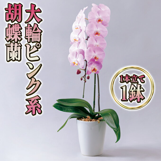 大輪ピンク系胡蝶蘭1本立て [インテリア・植物・ギフト] お届け:2024年5月上旬〜11月上旬まで