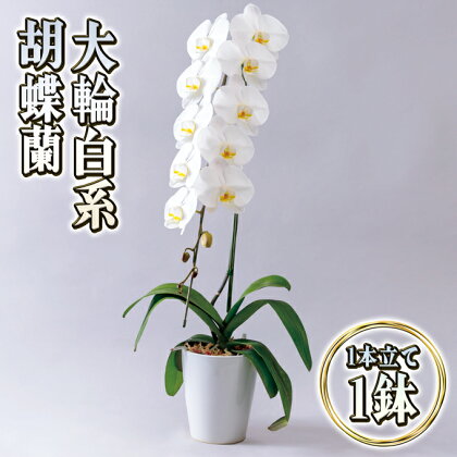 大輪白花系胡蝶蘭1本立て　【インテリア・植物・ギフト】　お届け：2024年5月上旬～11月上旬まで