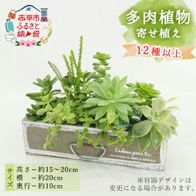 多肉植物寄せ植え 12種以上 [ 植物 多肉植物 12種以上 観葉植物 日当たりの良い インテリア おしゃれ 水差しセット 園芸 栽培 ベランダ 室内 ] お届け:2024年5月上旬〜11上旬まで