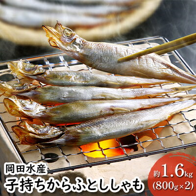 子持ちからふとししゃも 約1.6kg(800g×2) 樺太 魚シシャモ メス おつまみ　【 魚貝類 干物 量販店 居酒屋 馴染み 人気 卵 詰まった 塩 味付け 】