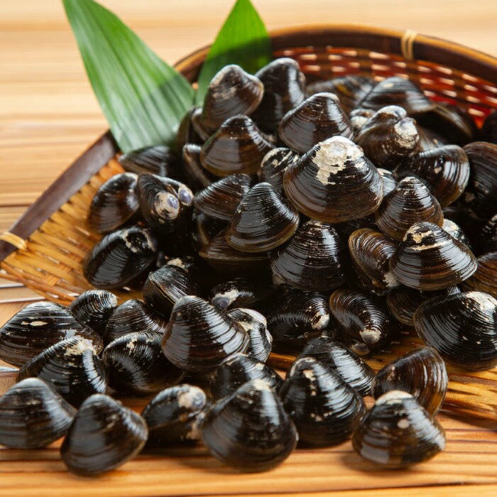 高級 シマアジ 活〆 1.5~1.8kg 鯵 しまあじ 刺身 塩焼き 唐揚げ 中華風スープ