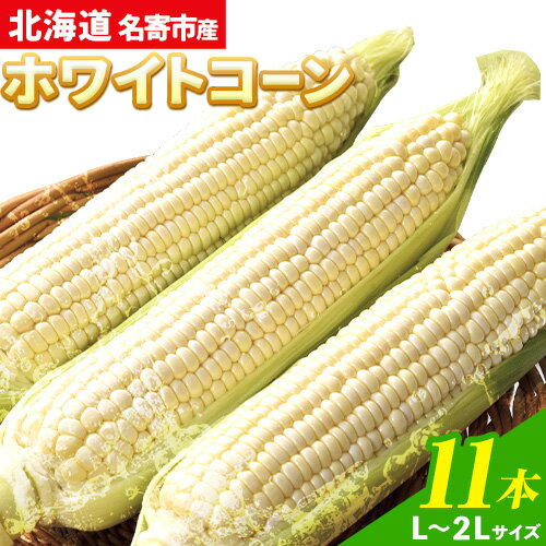 令和6年産 北海道名寄産ホワイトコーン L〜2Lサイズ11本 《8月中旬-9月中旬頃出荷予定》NPO法人なよろ観光まちづくり協会 北海道 とうもろこし トウモロコシ Lサイズ 2Lサイズ お取り寄せ 旬 新鮮 産地直送 甘い 糖度 11本 冷蔵