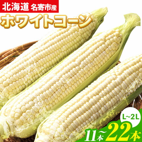 令和6年産 北海道名寄産ホワイトコーン L〜2Lサイズ11本 22本 《8月中旬-9月中旬頃出荷予定》NPO法人なよろ観光まちづくり協会 北海道 とうもろこし トウモロコシ Lサイズ 2Lサイズ お取り寄せ 旬 新鮮 産地直送 甘い 糖度 11本 冷蔵