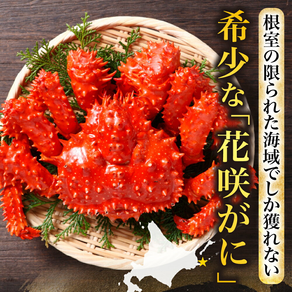 【ふるさと納税】 【北海道根室産】花咲がに600g×2尾 [8月上旬以降発送] 花咲ガニ 花咲蟹 かに カニ 蟹 海鮮 花咲ガニ 花咲 花咲かに お取り寄せ グルメ ボイル 茹で蟹 茹でがに 茹でガニ 塩茹で 塩ゆで 北海道 根室市 ふるさと納税