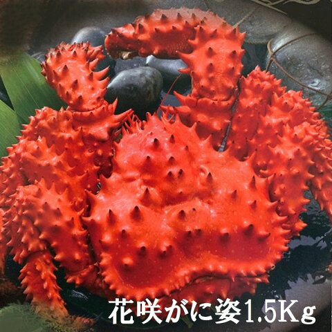 【ふるさと納税】[北海道根室産]花咲がに姿1.5kg×1尾 C-01023