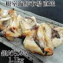 【ふるさと納税】銀だらカマ 選べる 1.1kg 2kg 銀ダラ 銀鱈 さかな サカナ 魚 北海道 根室市