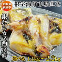 【ふるさと納税】銀だらカマ西京漬け 選べる 1.1kg 2.2kg 銀ダラ 銀鱈 さかな サカナ 魚 北海道 根室市