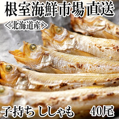 楽天ふるさと納税　【ふるさと納税】子持ちししゃも40尾 A-14229【12月13日決済確定分まで年内配送】