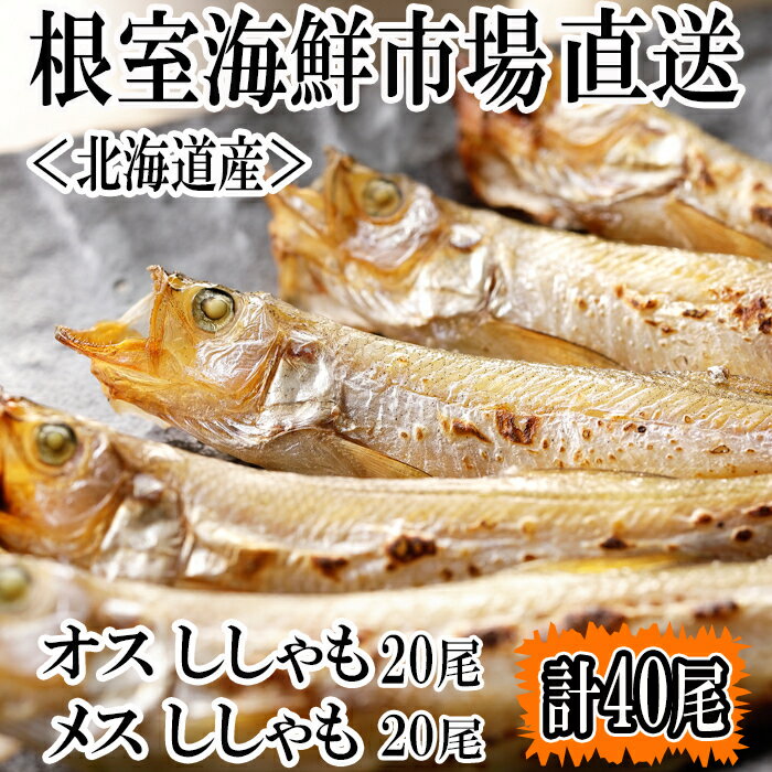 魚介類・水産加工品(シシャモ)人気ランク53位　口コミ数「0件」評価「0」「【ふるさと納税】 本ししゃも(オス・メス)各20尾セット A-14246」