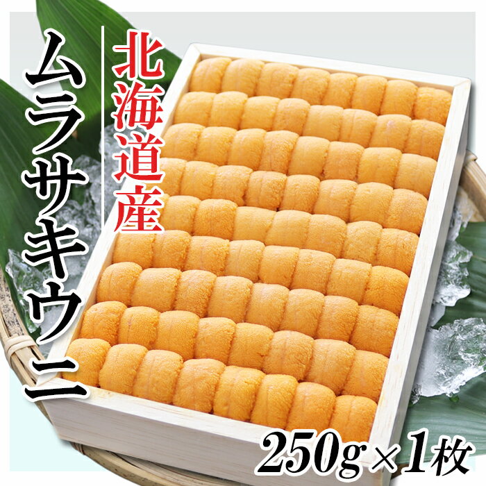 【ふるさと納税】ムラサキウニ250g [7月上旬以降発送]選べる 1折 ～ 2折 うに ウニ 雲丹 バフンウニ エゾバフンうに 海鮮 折詰 折り詰め 折詰め