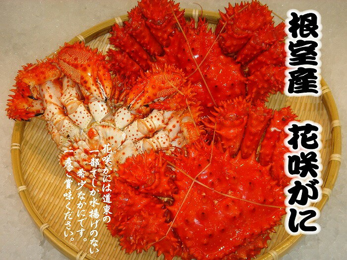 [北海道根室産]花咲がに500g前後×2尾(計1Kg) A-54013