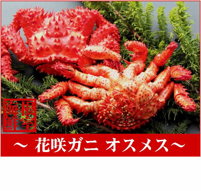 花咲ガニ 【ふるさと納税】[北海道根室産]花咲ガニオスメス各1尾(計1kg前後) A-57008