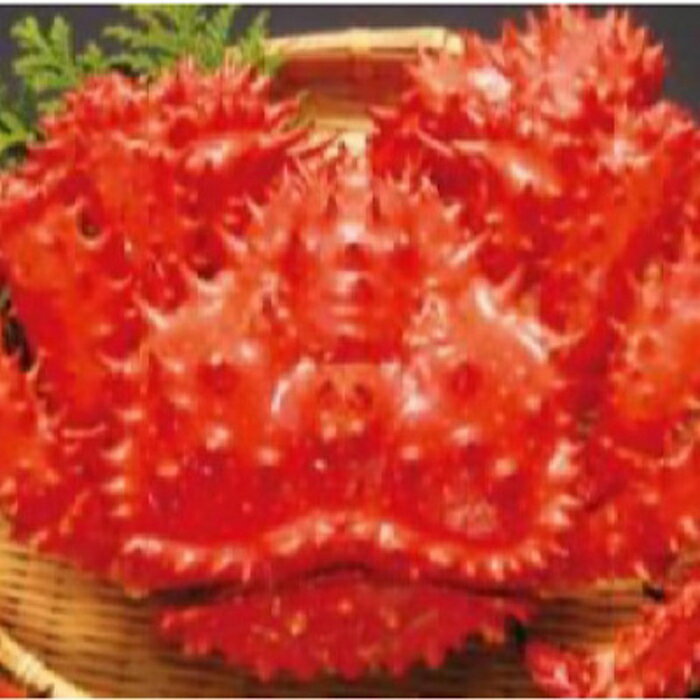 【ふるさと納税】【12月21日決済確定分まで年内配送】 花咲ガニボイル冷凍 1.5kg 前後 × 1 尾 花咲がに 花咲 花咲かに 花咲蟹 かに カニ 蟹 お取...