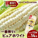【ふるさと納税】2025年夏発送 キリン一番搾り 500ml 12缶&白いとうもろこしピュアホワイト14本 北海道千歳産 野菜 とうもろこし とうきび キリンビ...