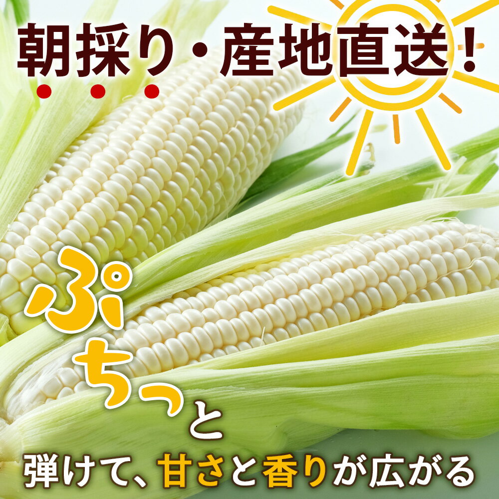 【ふるさと納税】2026年夏発送 キリンのどごし生500ml 12缶＆白いとうもろこしピュアホワイト9本 北海道千歳産 野菜 とうもろこし とうきび キリンビール 麒麟ビール ビール 【北海道千歳市】ギフト ふるさと納税 麒麟 KIRIN