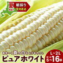 【ふるさと納税】2026年夏発送 白いとうもろこし ピュアホワイト L〜2L 選べる5本〜16本 北海道千歳産 野菜 とうもろこし【北海道千歳市】ギフト ふるさ...