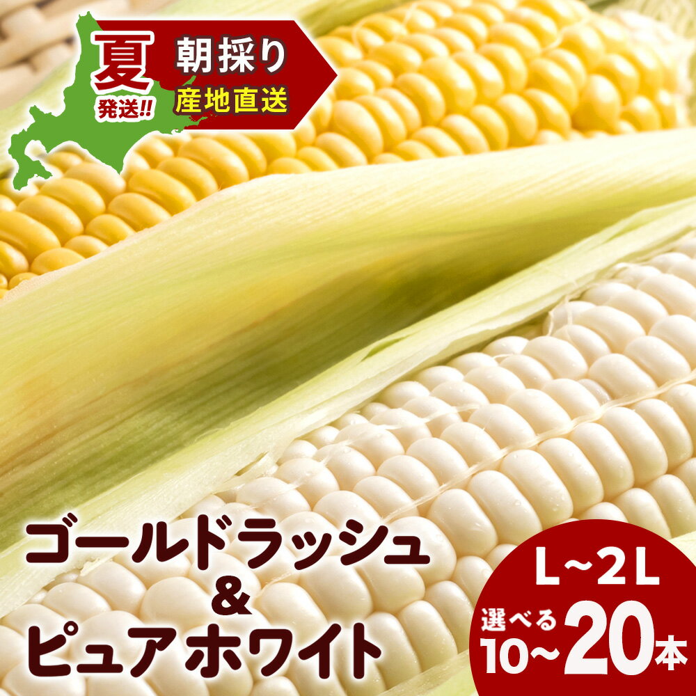 【ふるさと納税】2026年夏発送 とうもろこし ゴールドラッシュ&ピュアホワイト L~2L 選べる10本~20本 北海道千歳産 野菜 とうもろこし 北海道千歳産 野菜 とうもろこし【北海道千歳市】ギフト ふるさと納税