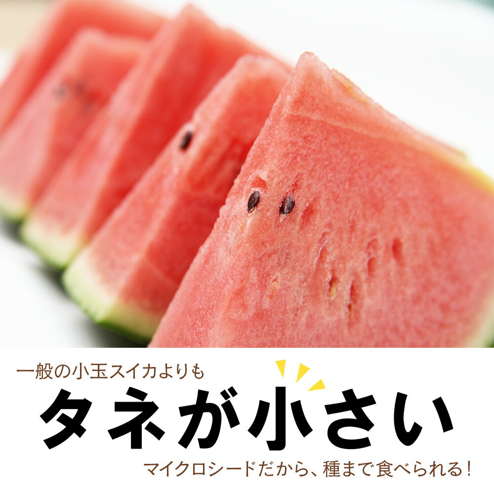 【ふるさと納税】【2026年8月中旬より発送】 スイカ ピノガール 数量限定 すいか 小玉 西瓜 フルーツ セット 果物 【かねこ農園】北海道ふるさと納税 野菜 西瓜 すいか マイクロシード 小玉 有機栽培 北海道 【北海道千歳市】