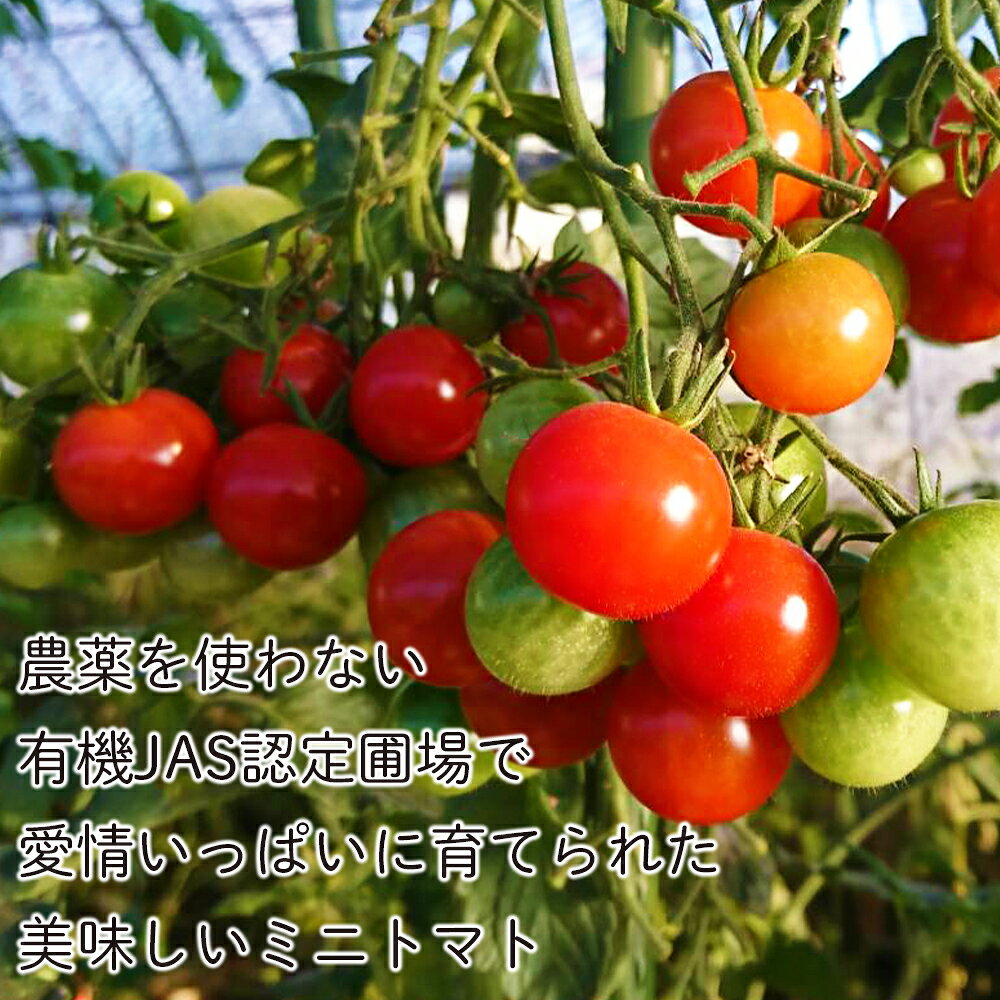 【ふるさと納税】【2026年7月下旬より発送】有機ミニトマト2種セット(2kg)【かねこ農園】北海道ふるさと納税 野菜 ミニトマト 有機栽培 有機ミニトマト ほれまる CF千果 JAS認定圃場 北海道 【北海道千歳市】