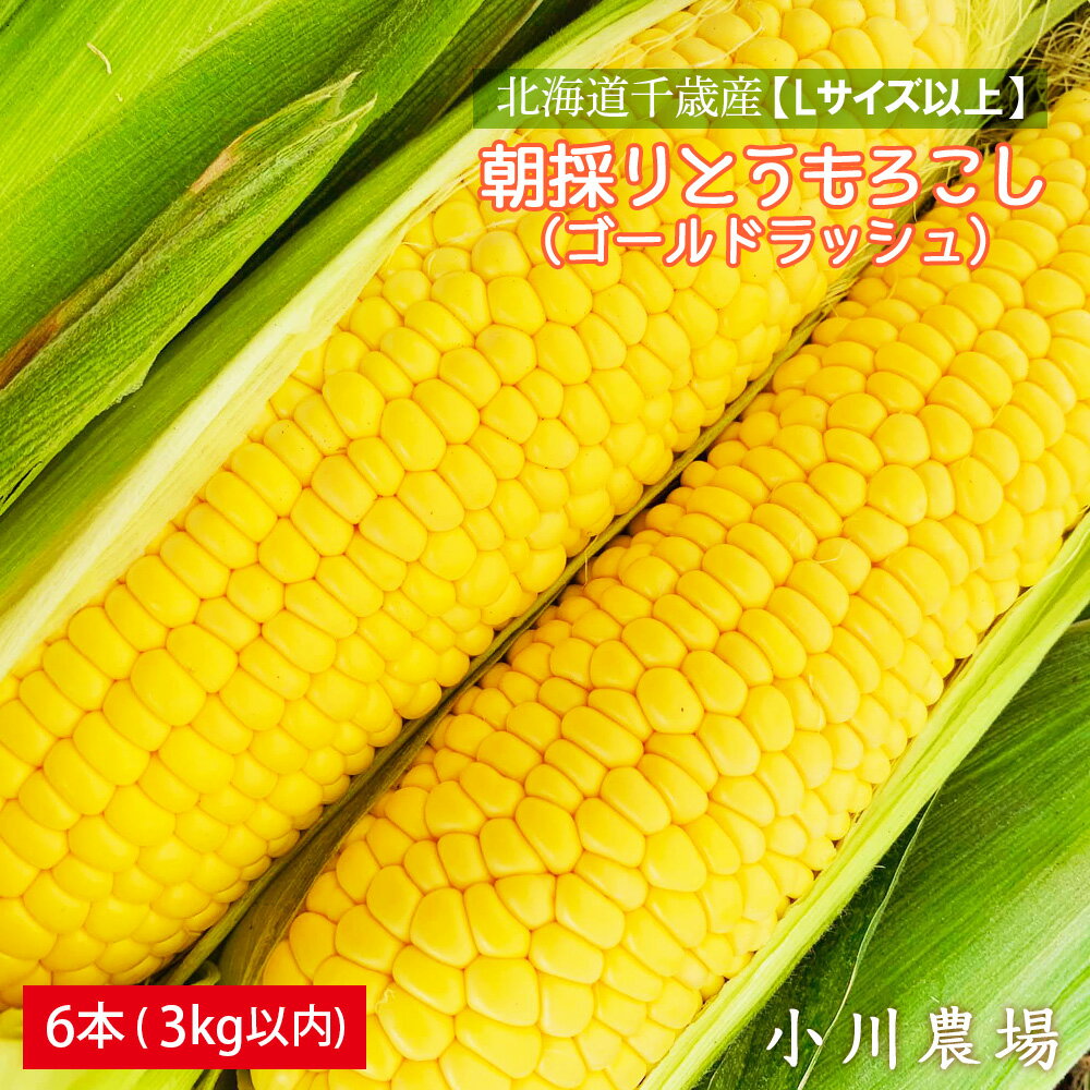 2026年発送予約☆北海道千歳産[Lサイズ以上]朝採りとうもろこし(ゴールドラッシュ)6本 3kg以内[小川農場] 野菜 とうもろこし ゴールドラッシュ トウモロコシ[北海道千歳市]ギフト ふるさと納税