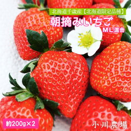 【ふるさと納税】2024年発送予約☆北海道千歳産 【北海道限定品種】朝摘みいちごML混合約200g×2【小川農場】 果物類 いちご イチゴ 苺 ストロベリー くだもの フルーツ　2024年5月下旬～6月下旬にお届けいたします【北海道千歳市】ギフト ふるさと納税