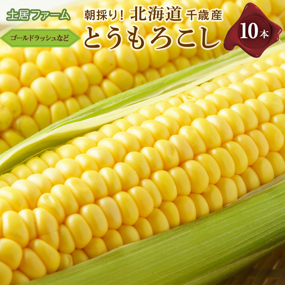 2024年夏発送 とうもろこし 10本セット(ゴールドラッシュ等)[土居ファーム] 野菜 とうもろこし[北海道千歳市]ギフト ふるさと納税