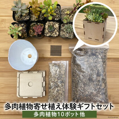 安心やすらぎ共和国 OASIS REPUBLIC -SUNAGAWA BASE- 片桐農園×空知単板工業 『多肉植物寄せ植え体験ギフトセット』 [オアリパ 北海道 砂川市 12260374]