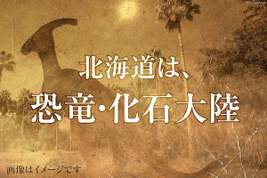 【ふるさと納税】化石 1点もの 北海道産 アンモナイト 母岩付 [加藤樹石苑 北海道 歌志内市 01227ai021] 置物 コレクション 白亜紀 数量限定