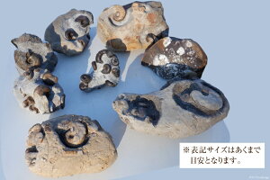 【ふるさと納税】化石 1点もの 北海道産 アンモナイト 母岩付 [加藤樹石苑 北海道 歌志内市 01227ai021] 置物 コレクション 白亜紀 数量限定