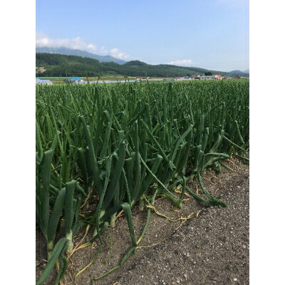 【ふるさと納税】【先行予約】10月より順次発送【北海道ふらの産】 白玉ねぎ約10kg【1258411】