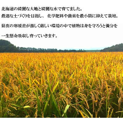 【ふるさと納税】冷めてもモチモチ 北海道富良野産 ななつぼし 精米 10kg×1袋【125...