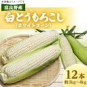 【ふるさと納税】近藤農園の富良野産白とうもろこし(ホワイトコーン) 12本【配送不可地域:離島・沖縄県・信越、北陸・東海・近畿・中国・四国・九州】【130871...