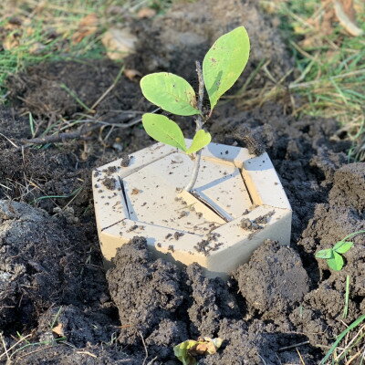 楽天北海道富良野市【ふるさと納税】【あなたの木を富良野に植えます】富良野の自然を守る植樹代行券（苗木1本）【1371503】