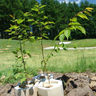 楽天北海道富良野市【ふるさと納税】【あなたの木を富良野に植えます】富良野の自然を守る植樹代行券（苗木2本セット）【1371504】