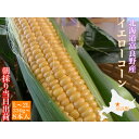【ふるさと納税】【2025年出荷】朝採り とうもろこし 北海道富良野産 L〜2L 8本入【配送不可地域:離島】【1405987】
