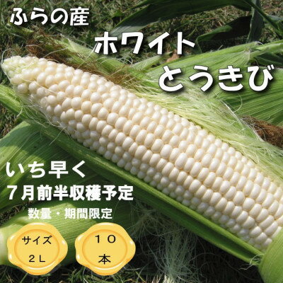 【数量・期間】一足早く7月前半出荷予定　ふらの産　ホワイトとうきび10本　サイズ2L【配送不可地域：離島】【1470193】