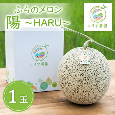 【2024年発送】ふらのメロン「陽 ～HARU～」大玉(2.3kg以上)×1玉　(赤肉)【1478649】