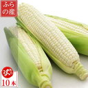 【ふるさと納税】【2025年発送】 北海道富良野産 生で食べられる白いとうもろこし ピュアホワイト 訳あり 10本【配送不可地域:離島】【1498213】