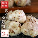 【ふるさと納税】【2025年先行予約】北海道富良野産 訳あり ゆり根 2kg【1550084】