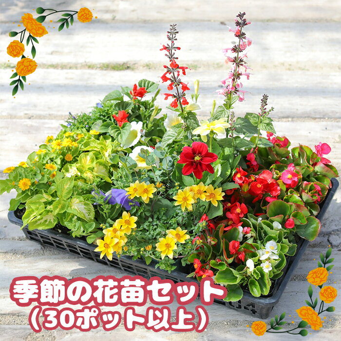 1位! 口コミ数「0件」評価「0」季節の花苗 30ポット セット 花苗 花 お花 はな オンライン 申請 ふるさと納税 北海道 恵庭 ガーデニング フラワー 寄せ植え ベゴニ･･･ 