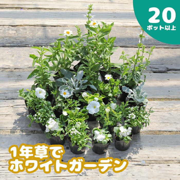 【ふるさと納税】1年草 一年草 ホワイト ホワイトガーデン 白 20ポット セット 花苗 花の苗 花 お花 オンライン 申請 ふるさと納税 北海道 恵庭 ガーデニング 初心者 ベゴニア ペチュニア アリッサム 寄せ植え flower 苗【780003】のサムネイル