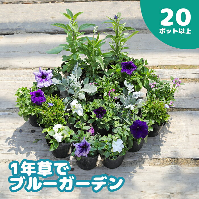 1年草 一年草 ブルー ブルーガーデン 青 紫 20ポット セット 花苗 花の苗 花 お花 オンライン 申請 ふるさと納税 北海道 恵庭 ガーデニング 初心者 ベゴニア ペチュニア アリッサム 寄せ植え flower 苗 庭[780005]