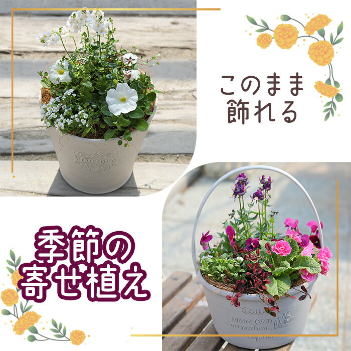 13位! 口コミ数「0件」評価「0」季節の寄せ植え 寄せ植え お花 花 ガーデニング 花苗 花の苗 オンライン 申請 ふるさと納税 北海道 恵庭 季節の花 旬 ベゴニア ペチュ･･･ 