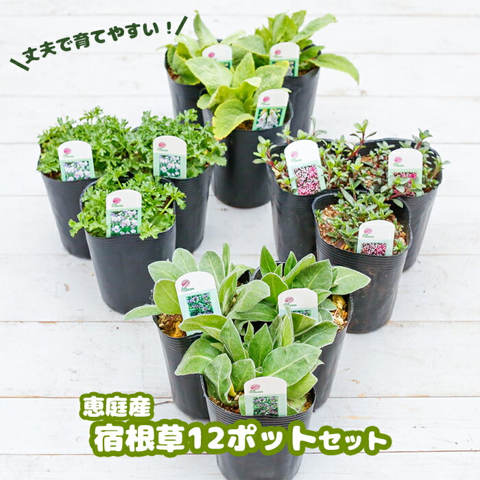 25位! 口コミ数「0件」評価「0」宿根草 12ポット セット 恵庭産 お花 花 多年草 寄せ植え ガーデニング 初心者 丈夫 育てやすい オンライン 申請 ふるさと納税 恵庭･･･ 