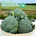 【ふるさと納税】北海道恵庭産 採れたて ブロッコリー 3個 900g前後 数量限定 万能野菜 ベジタブル オンライン 申請 ふるさと納税 北海道 恵庭 ぶろっこりー 甘い 栄養満点 野菜 鮮度抜群 新鮮 お弁当 おかず 恵庭市【800009】