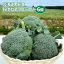 【ふるさと納税】北海道恵庭産 採れたて ブロッコリー 6個 1.8kg前後 数量限定 万能野菜 ベジタブル オンライン 申請 ふるさと納税 北海道 恵庭 ぶろっこりー 甘い 栄養満点 野菜 鮮度抜群 新鮮 お弁当 おかず 恵庭市【80001001】