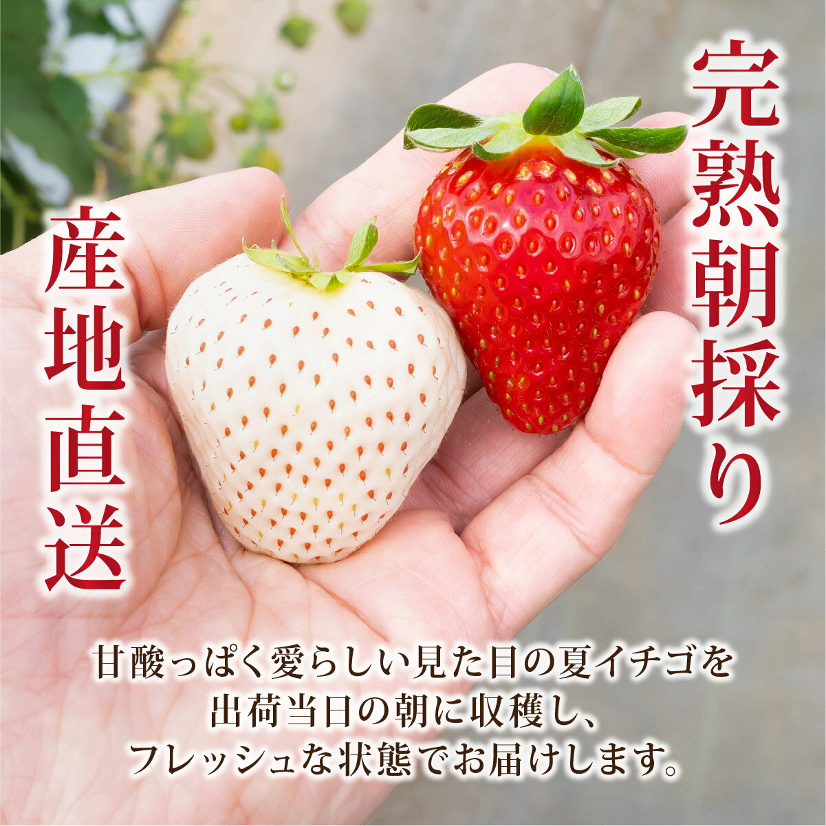 【ふるさと納税】＜2026年先行予約・選べる種類＞ サラダないちご（赤・白・赤白） ご褒美 苺 最旬 贈答 ギフト プレゼント 果物 フルーツ イチゴ 北海道 伊達市 【ecg-001-003】 f012335-date-10000998 北海道伊達市 サンプル画像2